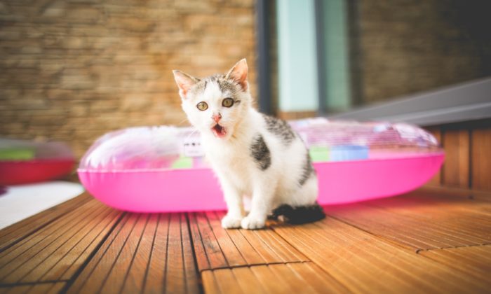 Tierfutter auslegen gestattet oder verboten